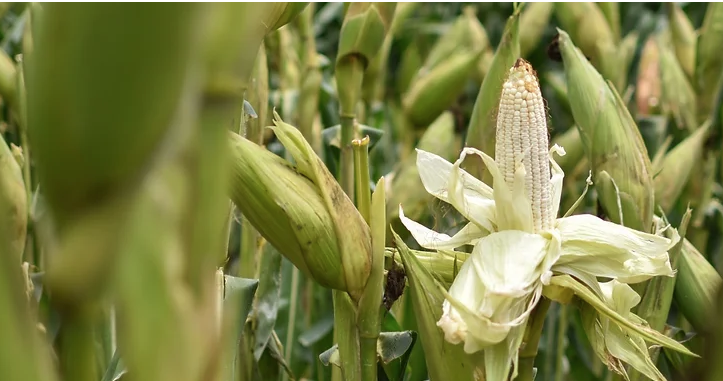 Anuncia Tere Jiménez apoyos para productores de Maíz