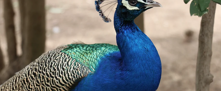 Visita el Aviario en el parque Rodolfo Landeros y conoce varios tipos de aves