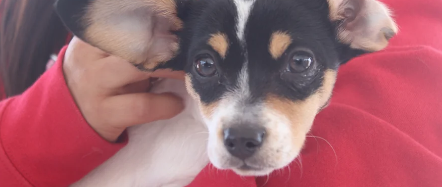 Caravana de servicios gratuitos para mascotas llega a JM Caravana de servicios gratuitos para mascotas llega a JM