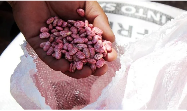 Apoya Tere Jiménez a mil 700 productores con semilla de maíz y frijol Apoya Tere Jiménez a mil 700 productores con semilla de maíz y frijol