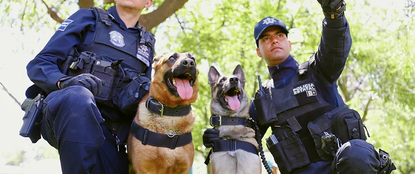 K9 colabora para garantizar la Seguridad en el Estado K9 colabora para garantizar la Seguridad en el Estado