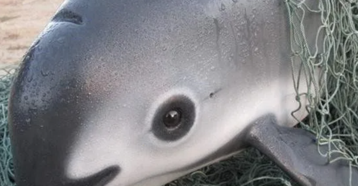 México reivindica los resultados de sus esfuerzos de conservación de la vaquita marina