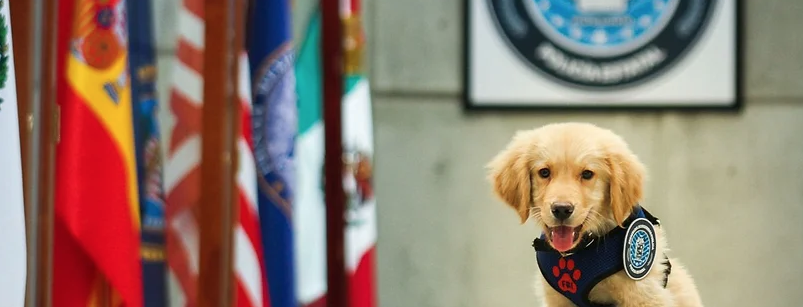 Conoce a CHASE, e nuevo integrante de K9