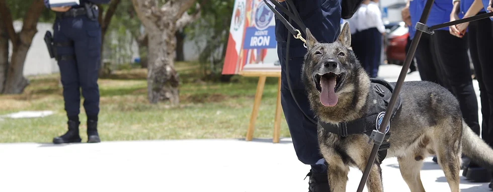 Iron, integrante de la unidad canina, se despide con una última demostración, tras 5 años de servicio