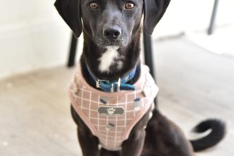 Más de mil 500 esterilizaciones caninas y felinas ha realizado la coordinación de salud Municipal en 2023