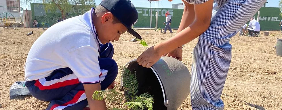 Más de 18 mil árboles se han plantado mediante el programa árboles fuertes, huellas Gigantes