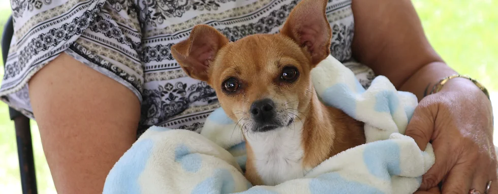 Este jueves en la punta, Cosío, se ofrecerán servicios gratuitos para las mascotas