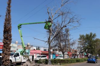 Atiende Municipio de Aguascalientes árboles con riesgo de caer