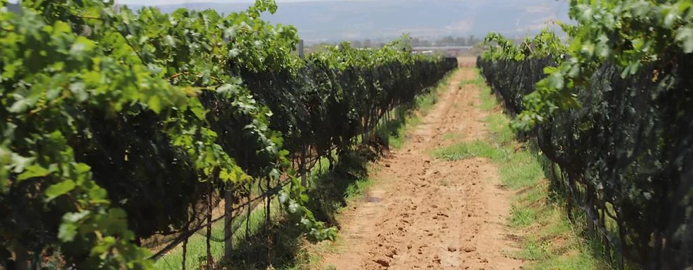 ESCÁPATE A SAN FRANCISCO DE LOS ROMO; NATURALEZA, VINOS Y SABORES ÚNICOS TE ESPERAN