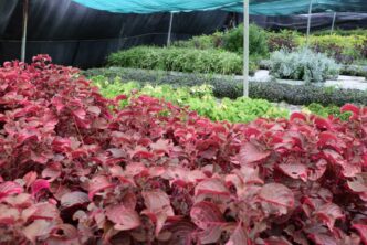 CERRÓ CON ÉXITO LA CAMPAÑA ANUAL DE DONACIÓN DE ÁRBOLES Y PLANTAS DEL VIVERO MUNICIPAL