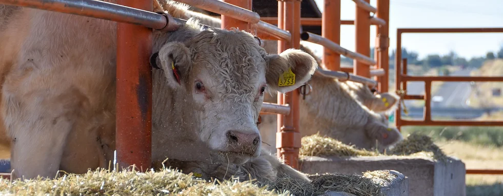 AMPLÍAN CONVOCATORIA PARA QUE PRODUCTORES ACCEDAN A ALIMENTO PARA SU GANADO