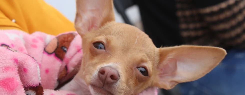 PROESPA REANUDA ATENCIÓN MÉDICA GRATUITA PARA MASCOTAS ESTE VIERNES EN LA LÍNEA VERDE