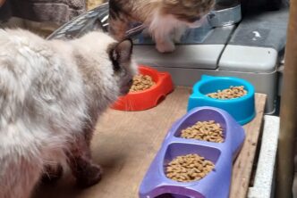 ESTE VIERNES 23 DE FEBRERO INICIA LA CAMPAÑA DE ESTERILIZACIÓN EN EL QUIRÓFANO VETERINARIO MÓVIL