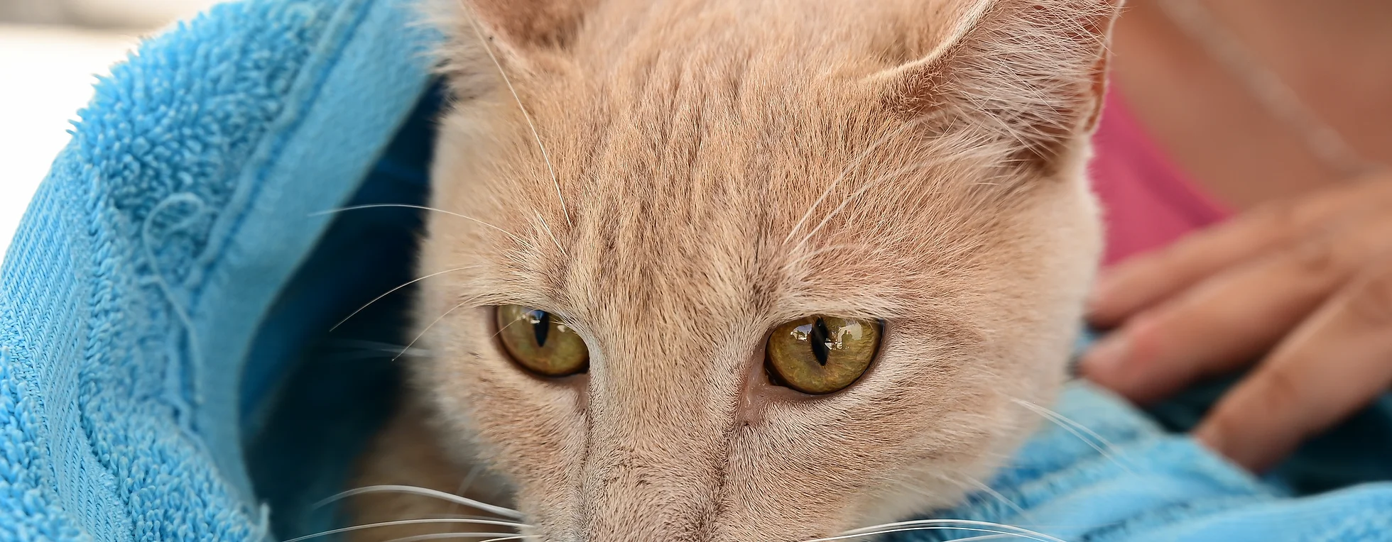 PROESPA EMITE RECOMENDACIONES PARA PROTEGER A LAS MASCOTAS DURANTE LA TEMPORADA DE CALOR