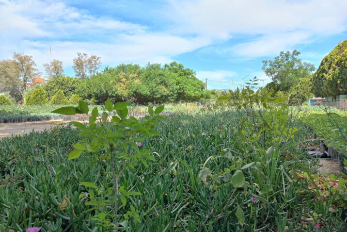 INVITA VIVERO MUNICIPAL A ADOPTAR PLANTAS Y ÁRBOLES