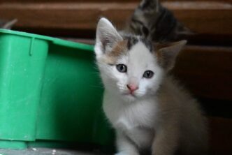 CONTINÚAN LAS CAMPAÑAS DE ESTERILIZACIÓN EN EL QUIRÓFANO VETERINARIO MÓVIL CONTINÚAN LAS CAMPAÑAS DE ESTERILIZACIÓN EN EL QUIRÓFANO VETERINARIO MÓVIL