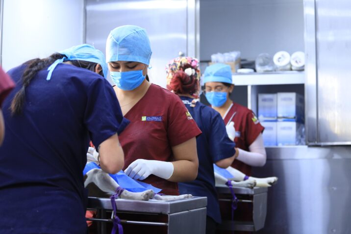 INVITA MUNICIPIO A LA JORNADA DE ESTERILIZACIONES GRATUITAS EN EL QUIRÓFANO VETERINARIO MÓVIL EN JALTOMATE
