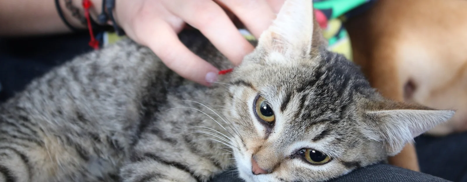 OFRECERÁN SERVICIOS VETERINARIOS GRATUITOS ESTE VIERNES EN EL MUNICIPIO DE ASIENTOS