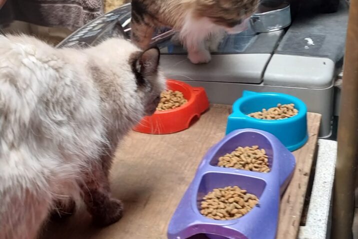 MUNICIPIO E ISSEA OFRECERÁN CIRUGÍAS GRATUITAS DE ESTERILIZACIÓN PARA CANINOS Y FELINOS