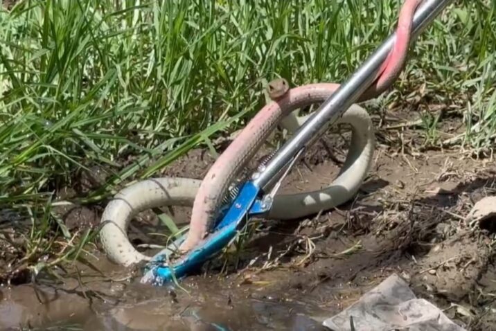 ALERTA PROTECCIÓN CIVIL MUNICIPAL SOBRE ANIMALES SILVESTRES EN MANCHA URBANA POR TEMPORADA DE LLUVIAS
