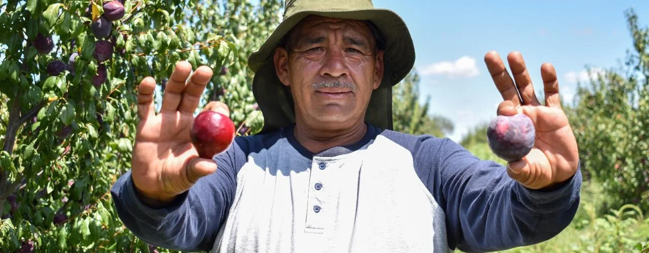 GOBIERNO DEL ESTADO IMPULSA LA COMPETITIVIDAD DEL CAMPO CON EL CULTIVO DE CIRUELA
