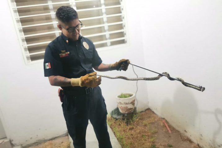 ADVIERTE MUNICIPIO SOBRE LA PRESENCIA DE SERPIENTES EN ESTA TEMPORADA DE LLUVIAS