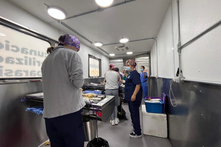 NUEVA JORNADA DE ESTERILIZACIÓN CANINA Y FELINA GRATUITA