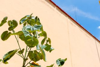 MUNICIPIO PLANTÓ EL EJEMPLAR NÚMERO 2 MIL DEL «ÁRBOL DE MI CASA» EN EL BARRIO DE SAN MARCOS