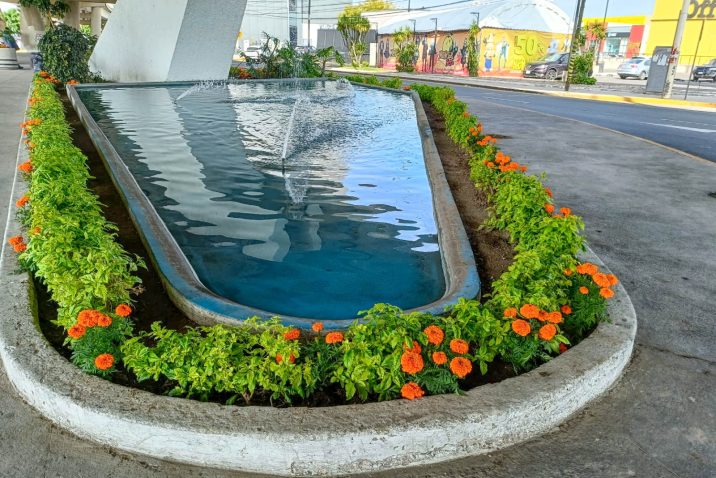 EMBELLECE MUNICIPIO DE AGUASCALIENTES LA CIUDAD CON MÁS DE SEIS MIL PLANTAS DE CEMPASÚCHIL
