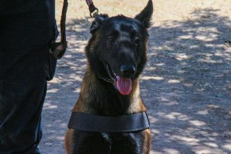 FORTALECE LA UNIDAD K9 DE LA POLICÍA MUNICIPAL LABORES DE SEGURIDAD EN AGUASCALIENTES