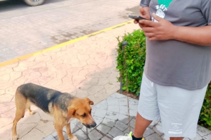 MUNICIPIO E ISSEA REALIZARÁN NUEVAS JORNADAS DE ESTERILIZACIÓN CANINA Y FELINA