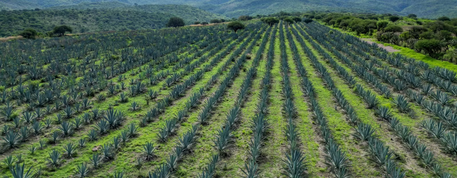CALVILLO LE PONE SU PROPIO SABOR AL MEZCAL DE AGUASCALIENTES